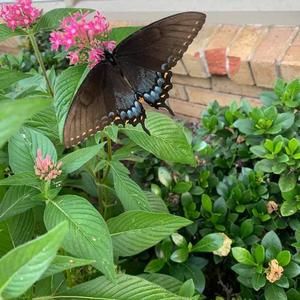 Meet your Posher, Bruce